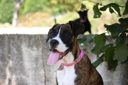 Con la lengua fuera después de correr tanto!